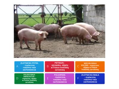 rasy świń - rozpoznawanie test