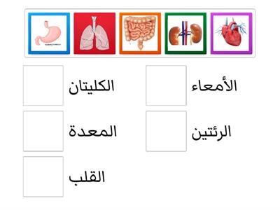 **أعضاء الجسم