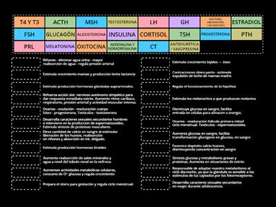 BIOLOGÍA - HORMONAS - 3ºESO