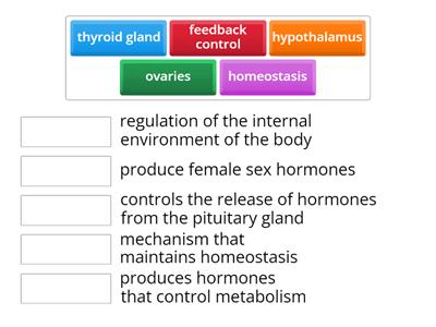 ENDOCRINE SYSTEM FUNCTION