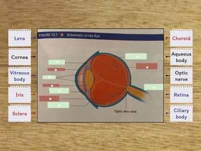 visual Impairment: eye structure