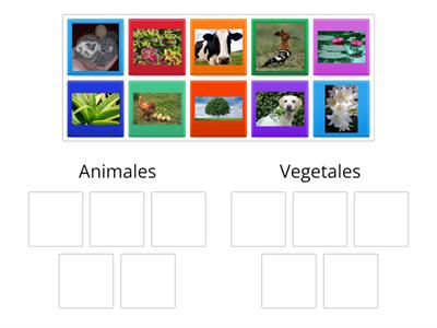 Animales y plantas