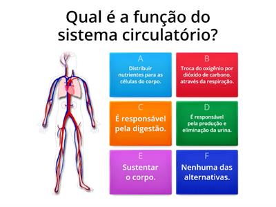 Quiz - Sistema Circulatório