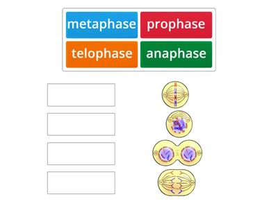 Stages of Mitosis