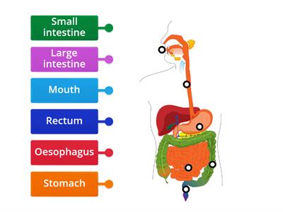 Digestive system Diagram 1