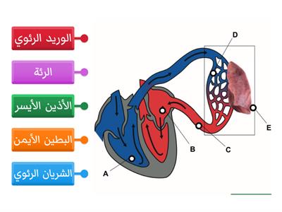 ما تراكيب الأوعية الدموية؟