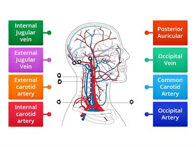 Facial veins & arteries