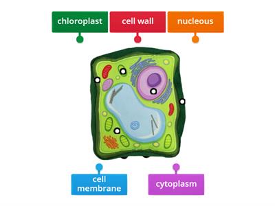 5th Grade Plant Cell