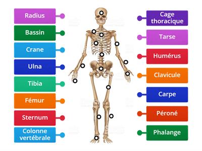 Les os du corps humain