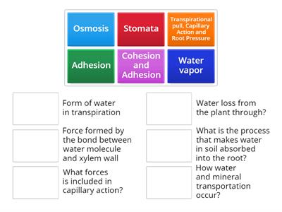 WATER AND MINERAL TRANSPORTION IN PLANTS