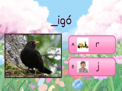 R-J differenciálás-madarak