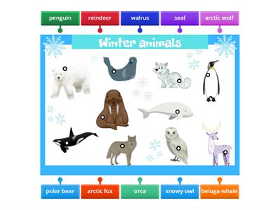 Winter animals