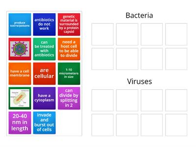Bacteria vs Viruses