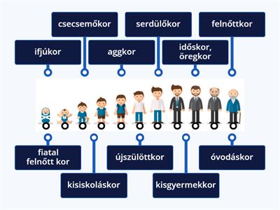 Az emberi élet szakaszai - Húzd a szakaszokat a megfelelő ábrához!