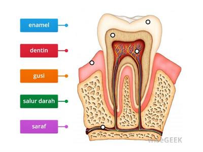 KERATAN RENTAS GIGI oleh Cikgu Nurhamizah SK Seri Utama