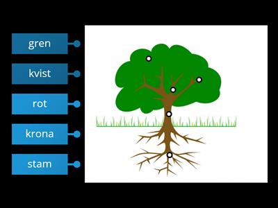 Trädets delar