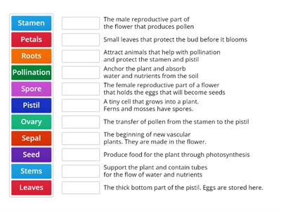 21-22 SOL Plant Vocabulary (PNB)