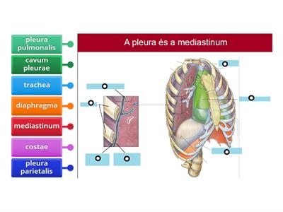 A pleura és a mediastinum