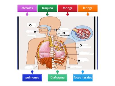 Partes Sistema Respiratorio