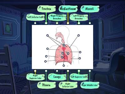 Medical Assisting: Respiratory System (Lung/Trachea Diagram)