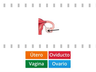 Órganos reproductores femeninos y masculinos con imagen