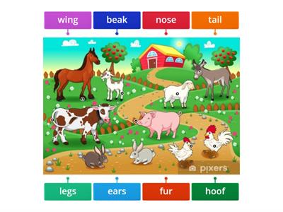 FARM ANIMAL BODY PARTS