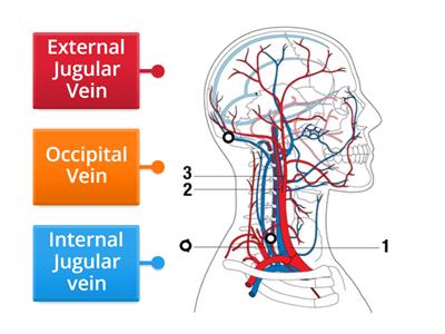 Facial veins 