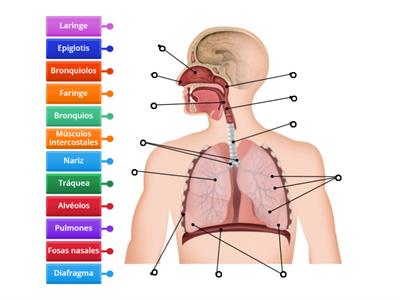 Anatomía aparato respiratorio