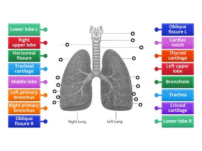 Lungs 2