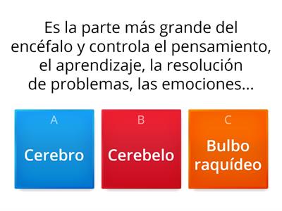 CIENCIA Y TECNOLOGÍA - SEXTO A -¿Qué ocurre en el cerebro cuando aprendemos?