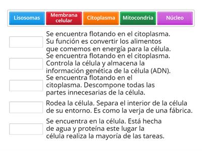 Las partes de la célula y funciones