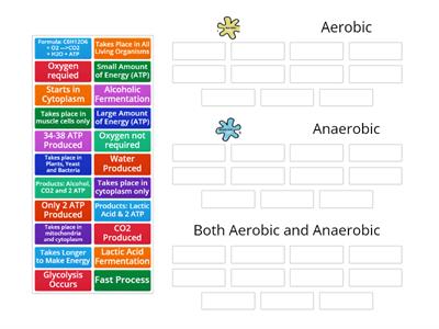 Aerobic vs. Anaerobic Respiration