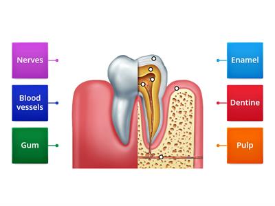  Teeth and Tongue - structure of tooth