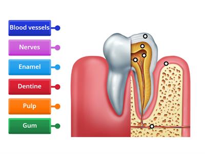  Teeth and Tongue - structure of tooth
