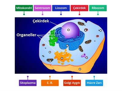 Hücre organelleri