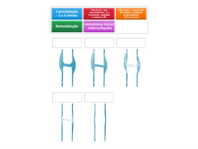 Processo de cura ósseo