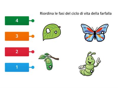 Ordina le fasi del ciclo di vita della farfalla