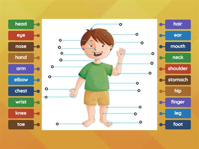 Match the parts of the body