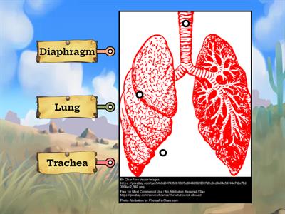 Respiratory System