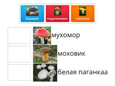  название  грибов