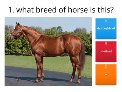 Horse Breeds