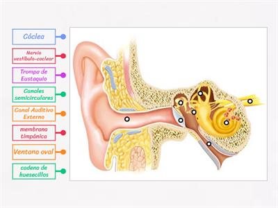 anatomía básica del oído 