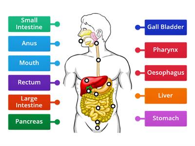 LC Biology Digestive System
