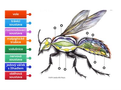Vnitřní stavba těla hmyzu