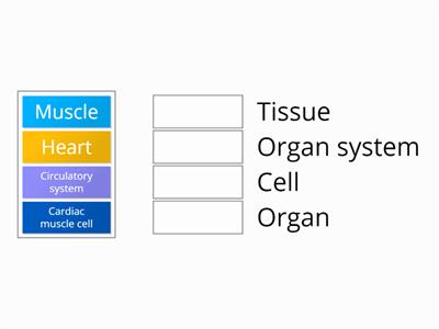 2.1 Levels of organisation - Circulatory system