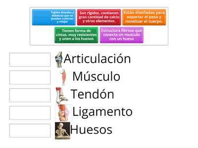 APARATO LOCOMOTOR