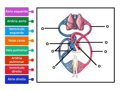 Circulação Humana