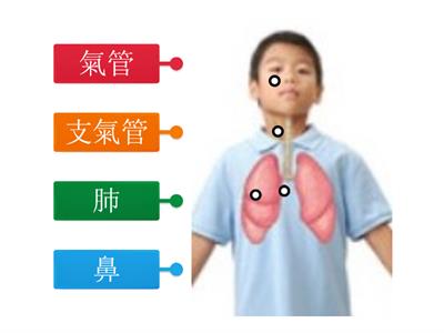 P5常_第4冊第1課_呼吸系統的組織