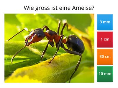 Längen schätzen Quiz 4a