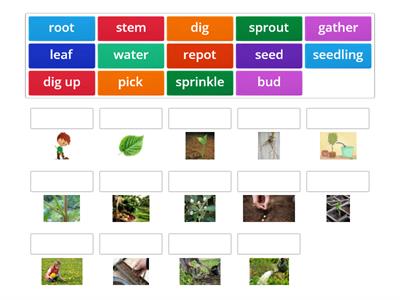 Plants and gardening vocabulary